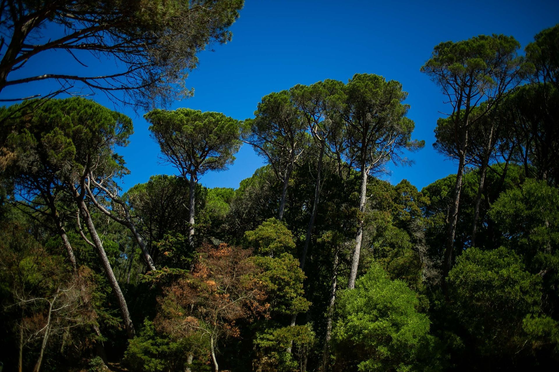 Foto LAGOA AZUL EM SINTRA | SESSÃO FAMÍLIA Foto LAGOA AZUL EM SINTRA | SESSÃO FAMÍLIA - Imagem 77