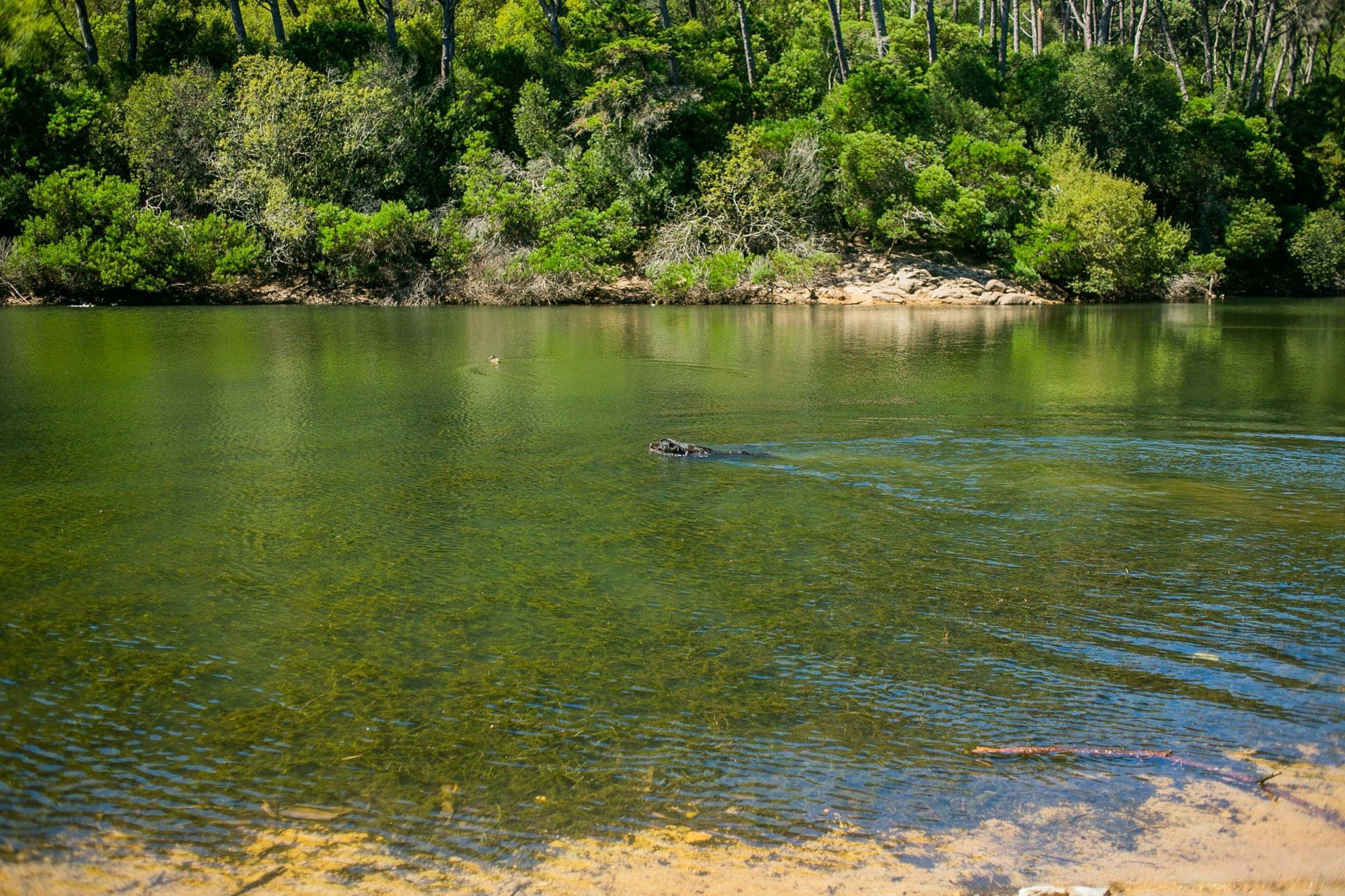 Foto LAGOA AZUL EM SINTRA | SESSÃO FAMÍLIA Foto LAGOA AZUL EM SINTRA | SESSÃO FAMÍLIA - Imagem 73